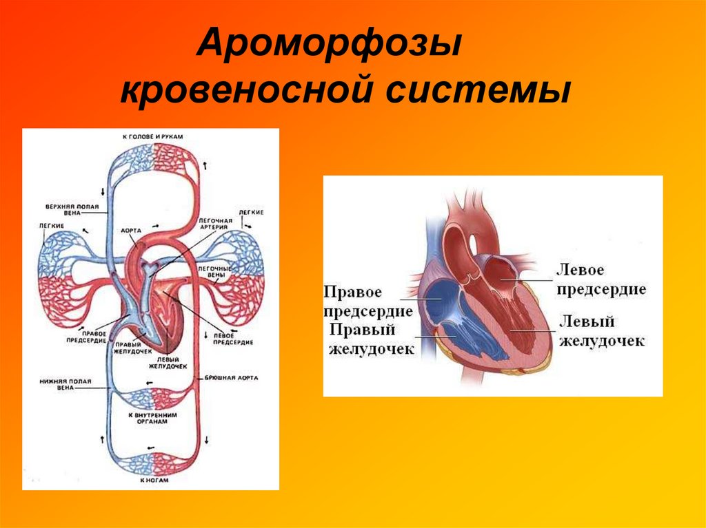 Назвать органы кровеносной системы. Органы кровеносной системы. Органы кровеносной системы 3 класс. Органы кровеносной и лимфатической системы. Ароморфозы кровеносной системы позвоночных.