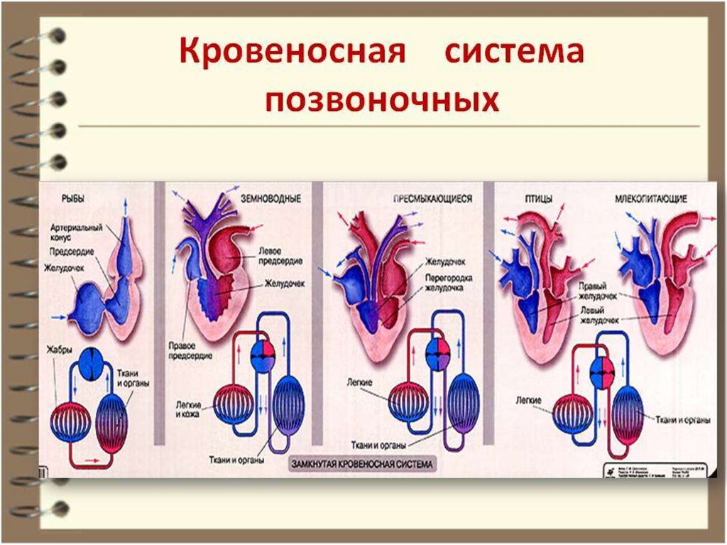 Филогенез кровеносной