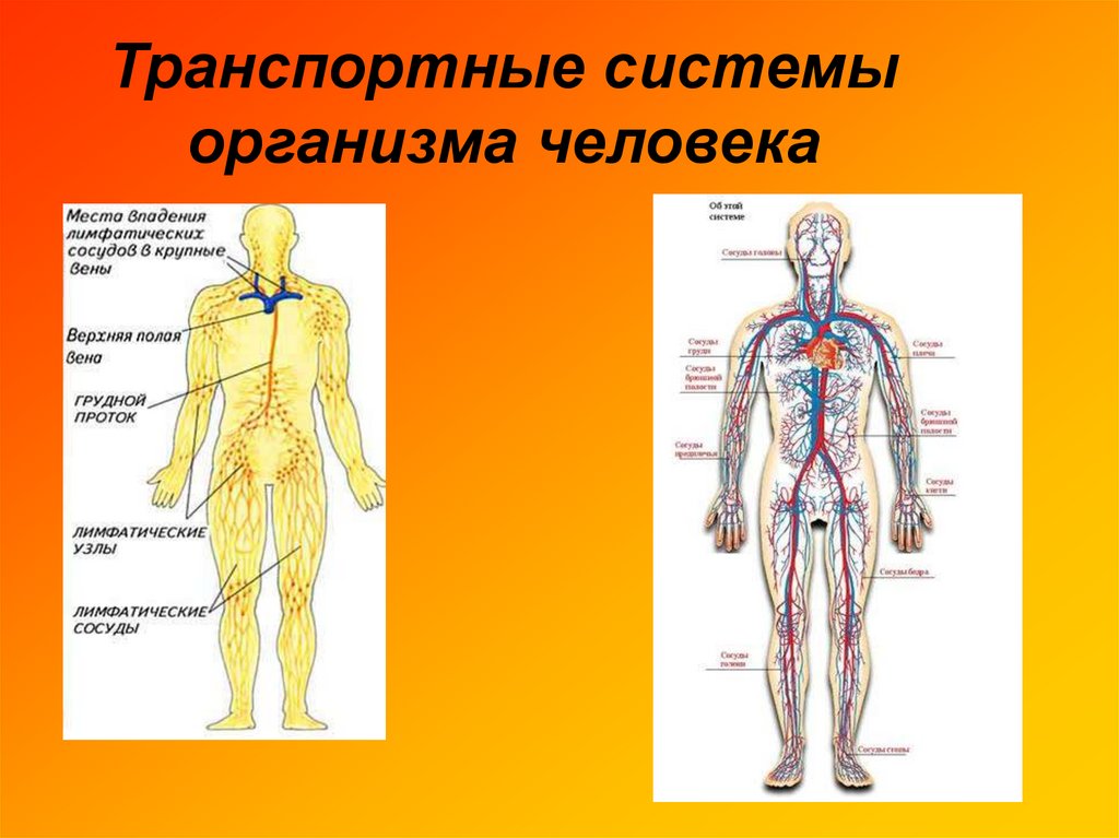 Записать систему органов