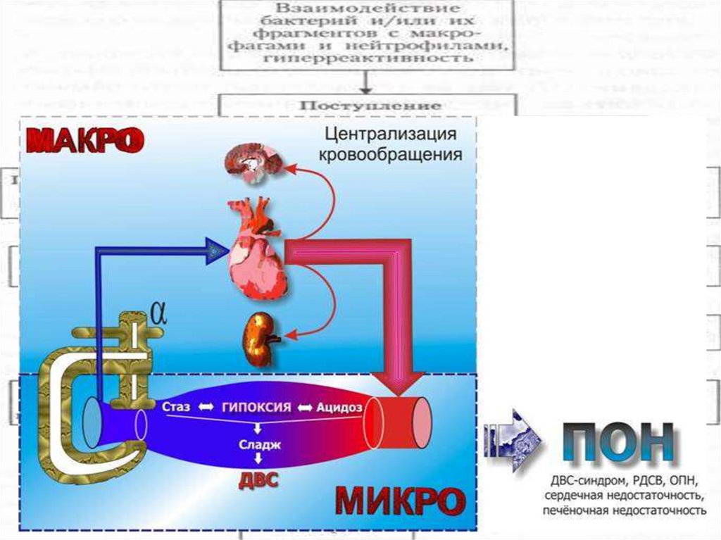 Токсический шок патогенез. Инфекционно-токсический ШОК этиология. Патогенез ИТШ схема. Инфекционно-токсический ШОК патогенез.