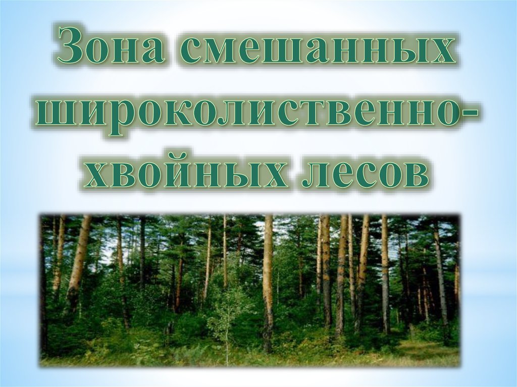 Широколиственные леса относительно морей и океанов. Смешанный лес презентация. Леса России презентация. Зона смешанных лесов 4 класс. Зона смешанных и широколиственных лесов.