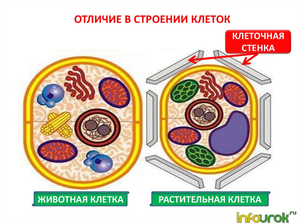 Как отличить клетки. Строение клетки. Строение клетки ткани. Строение клетки т ткани. Клеточная структура ткани.