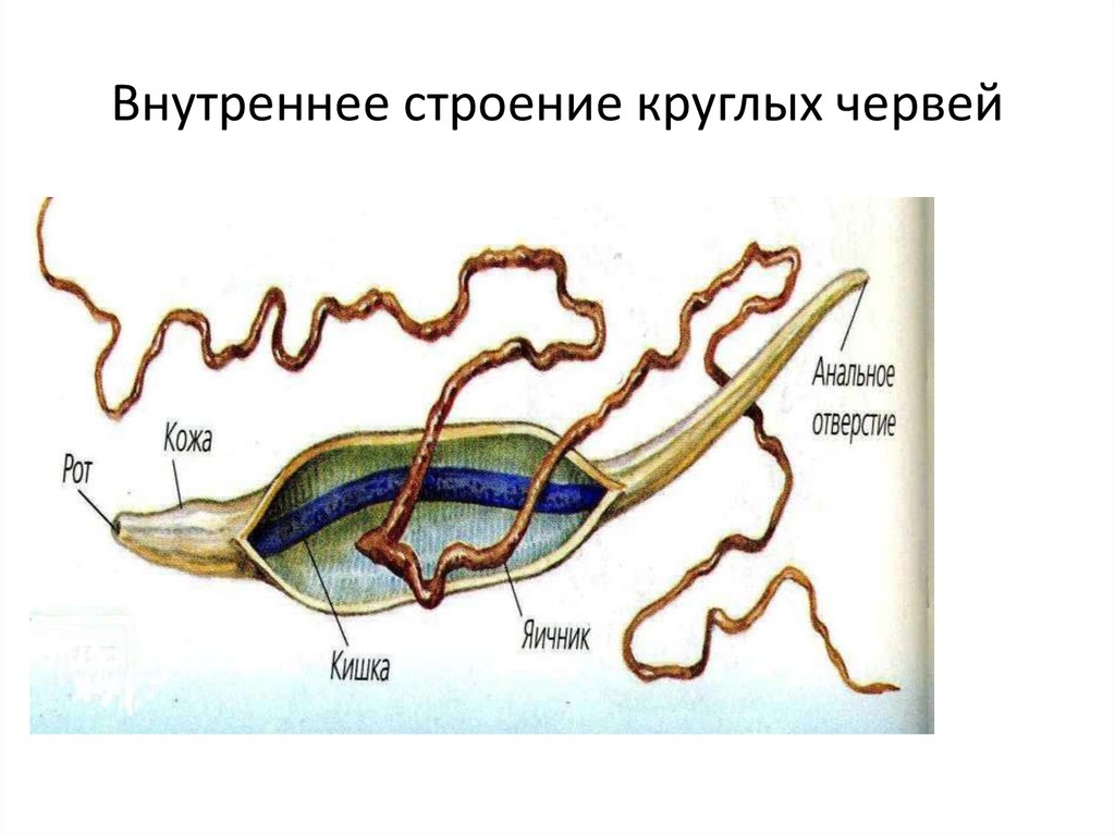 Исследование внутреннего строения червя