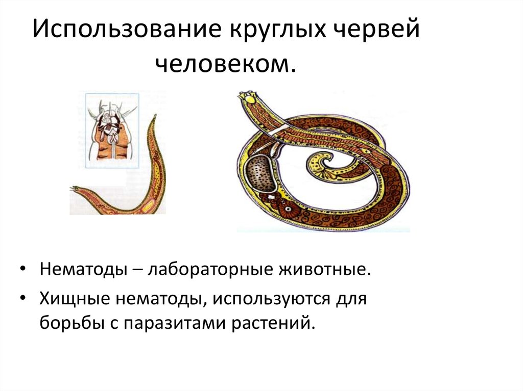 Три признака круглых червей