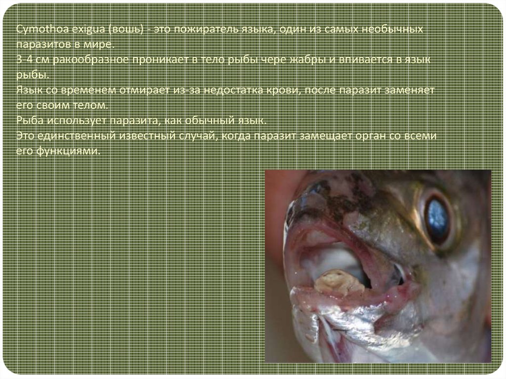 Cymothoa exigua (вошь) - это пожиратель языка, один из самых необычных паразитов в мире. 3-4 см ракообразное проникает в тело