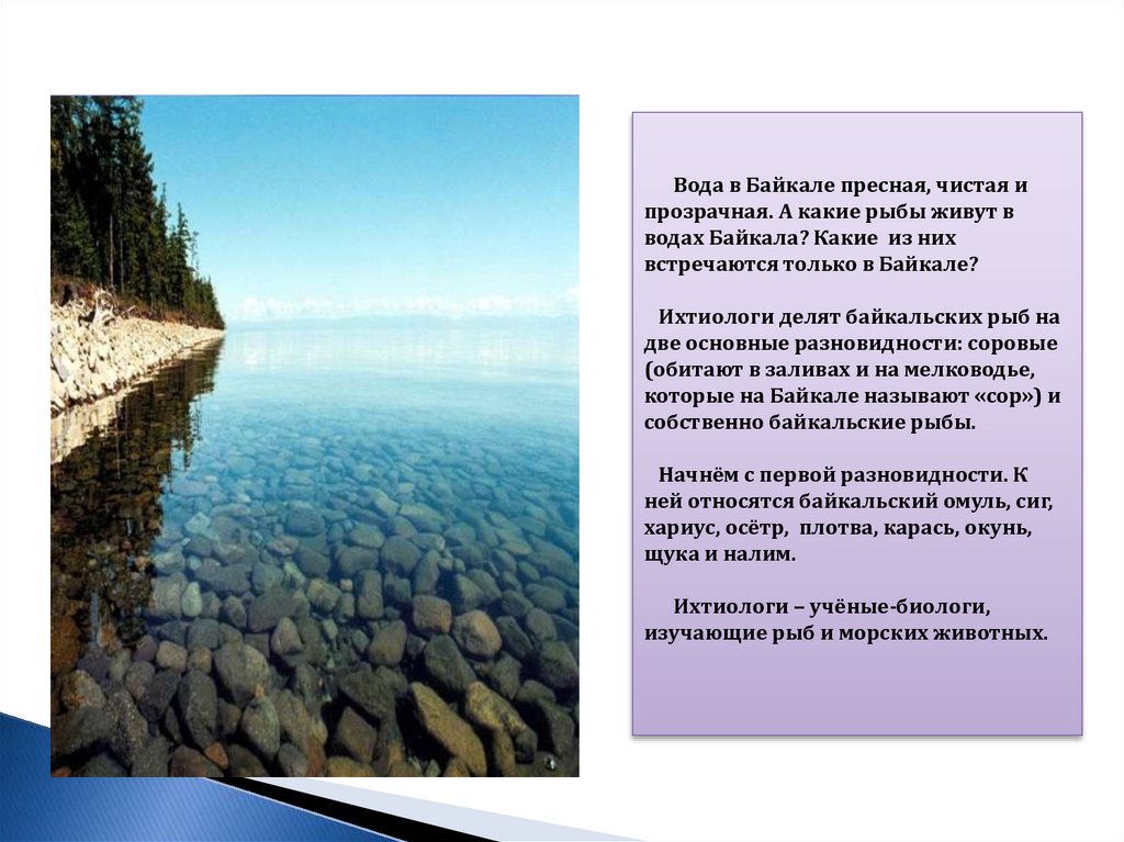 Почему байкал такой чистый. Байкал пресная вода. Байкал прозрачность воды. Чистая вода Байкала. Вода Байкала презентация.