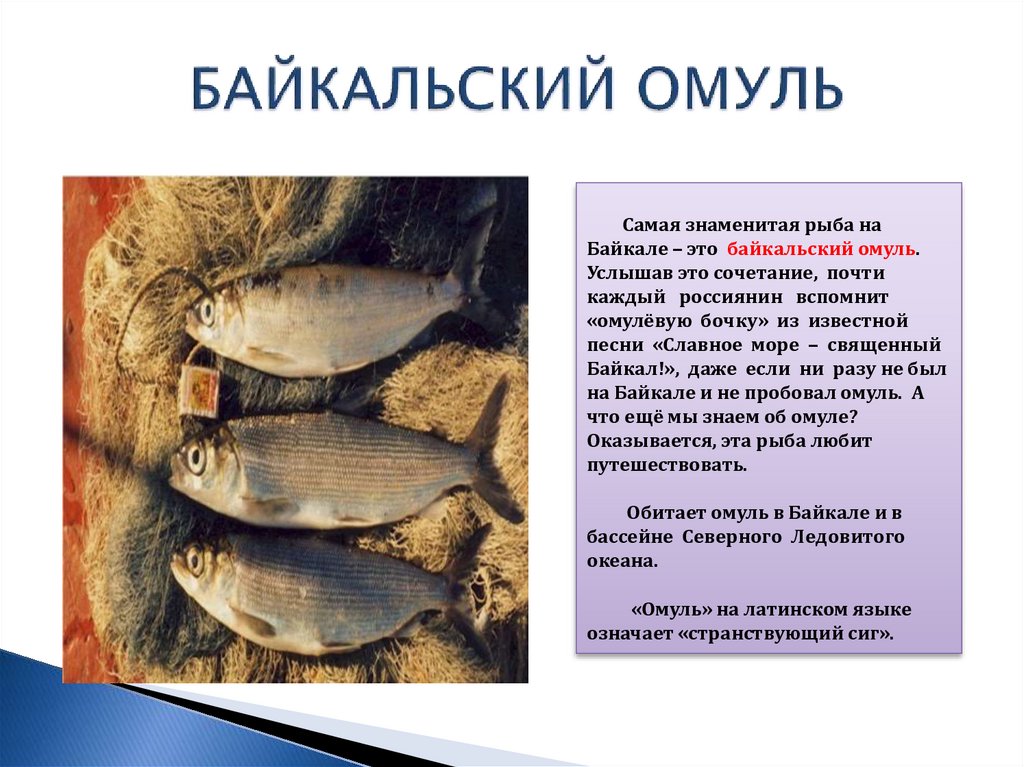 В озере байкал водится рыба. Рыба на Байкале знаменитая. Какая рыба в озере Байкал. Рыбы обитающие в Байкале. Рыбы обитающие в озере Байкал.