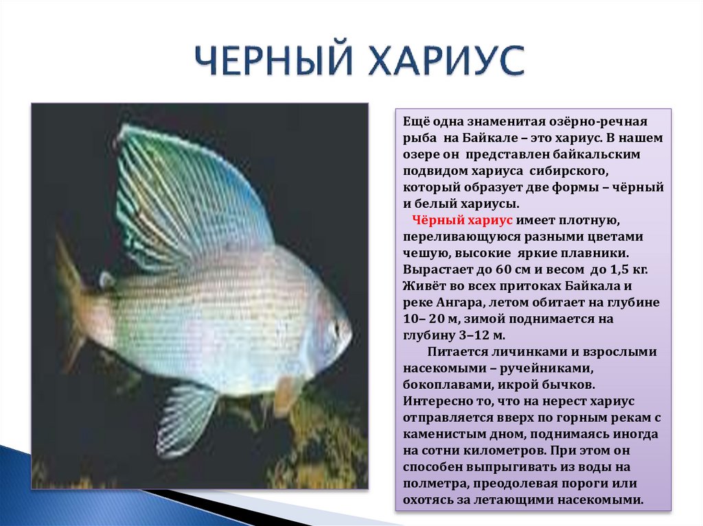 В озере байкал водится рыба. Рыбы обитающие в Байкале. Рыбы Байкала с описанием. Презентация на тему рыбы Байкала. Название байкальских рыб.