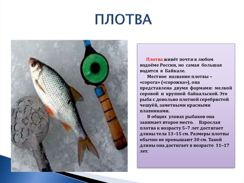 Рыбы озера Байкал: фото и название