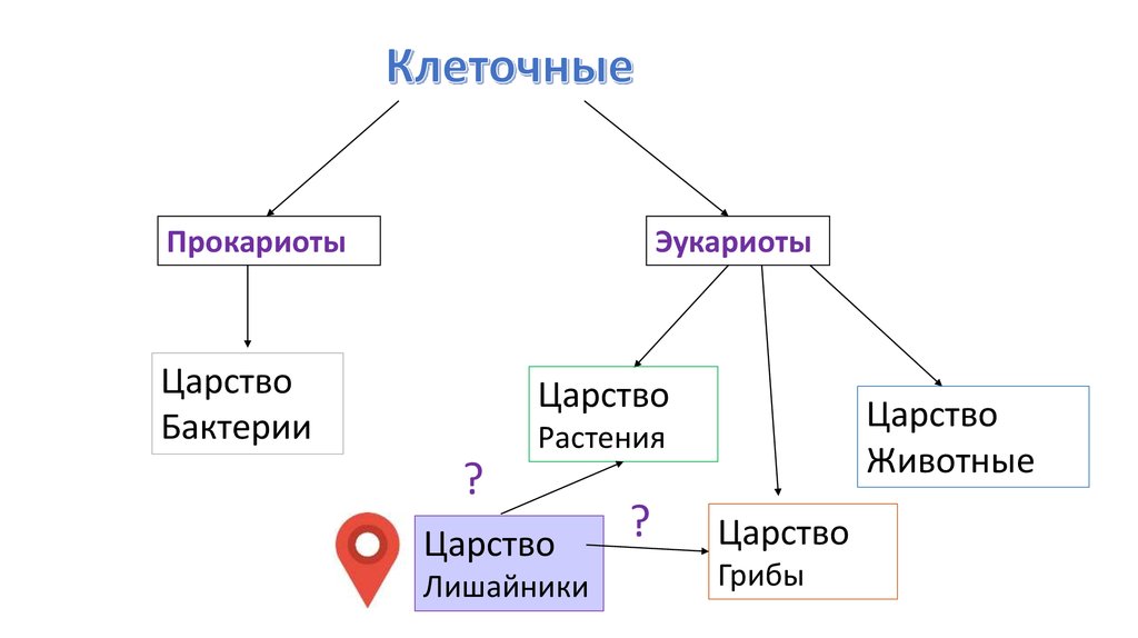 Лишайники эукариоты