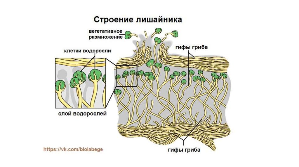 Перед вами схематическое изображение двухкомпонентной биологической системы лишайника