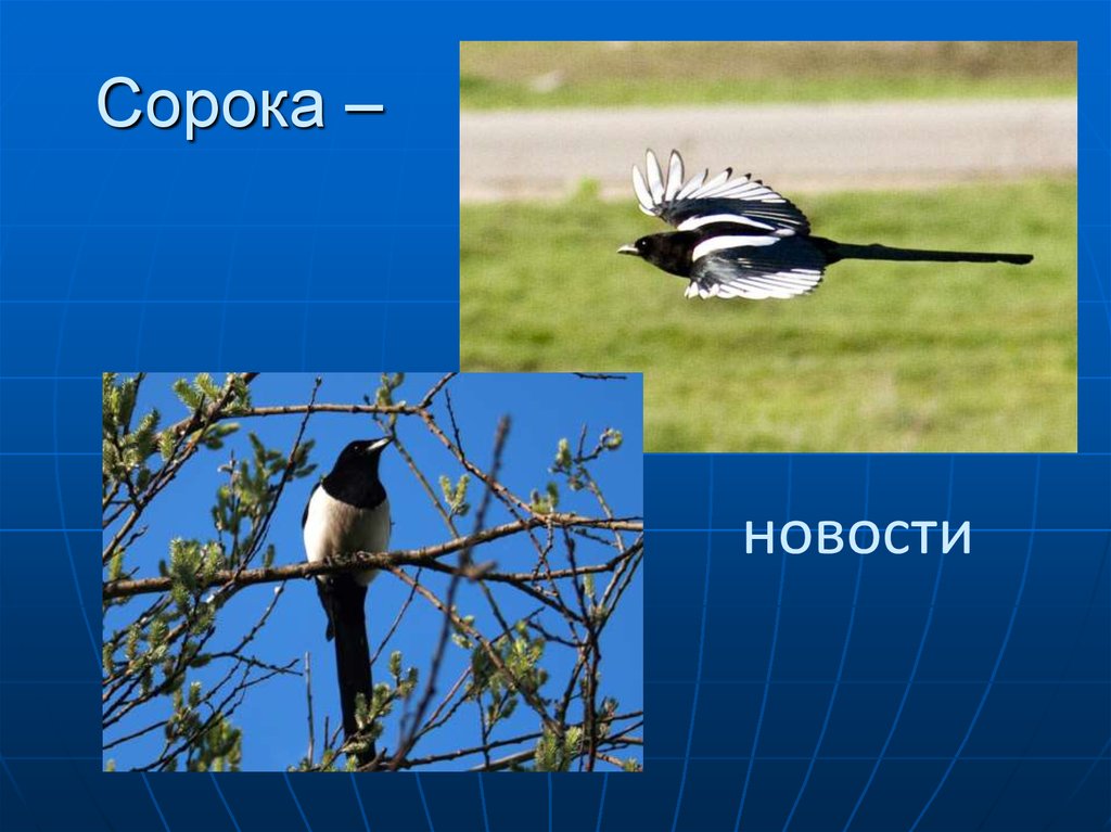 5 сорок. Сорока на хвосте принесла картинка. Сорока на участке. Трещит как сорока. Презентация о голубых Сороках.