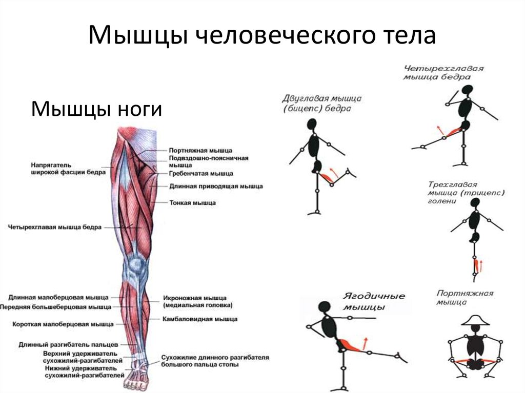 Функция каждой мышцы. Функции мышц схема. Группы мышц основные мышцы функции. Функции основных групп мышц. Мышцы их строение и функции.