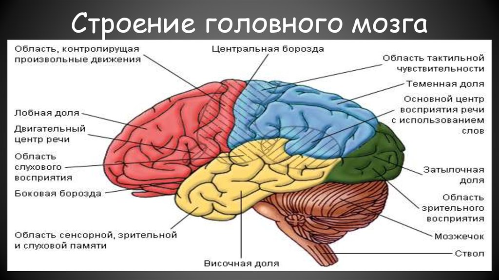 В лобной доле расположена зона. Структура мозга. Структуры головного мозга. Строение человеческого мозга. Структуры мозга анатомия.