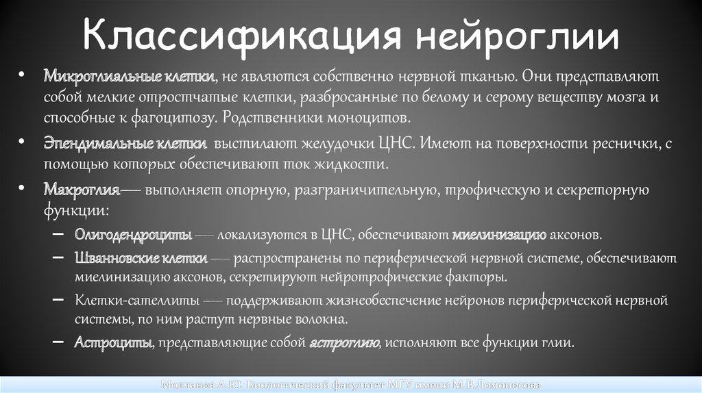 Классификация цитоморфология нейроглии спинного мозга