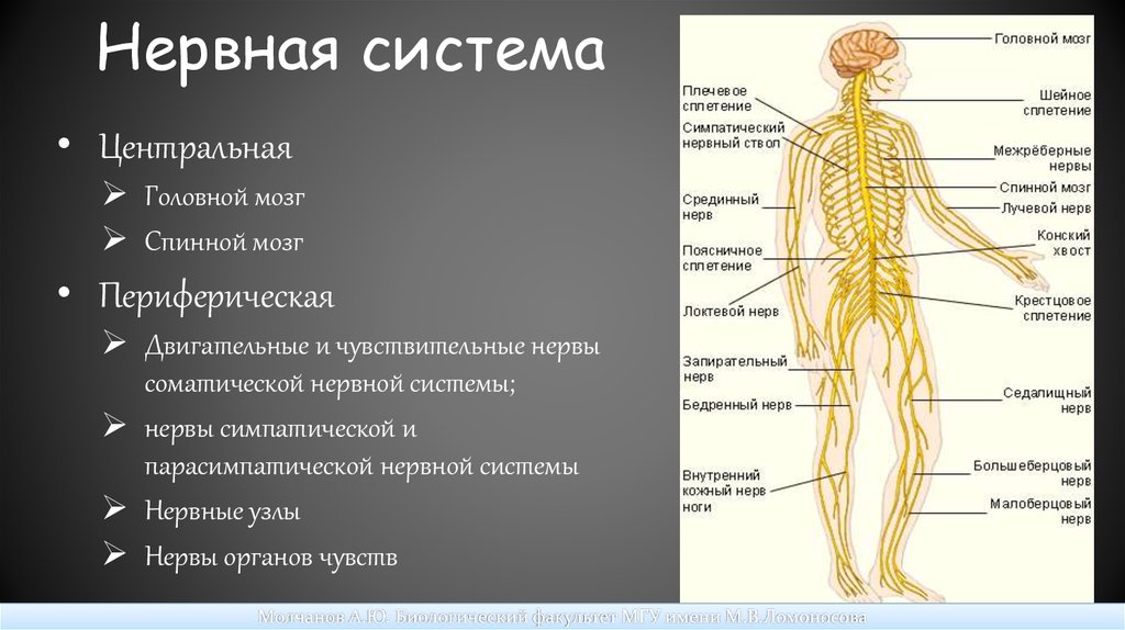Укажите название органа периферической нервной системы человека. Нервная система. Нервная система человека. Нервы и нервные узлы. Нервная система человека анатомия.