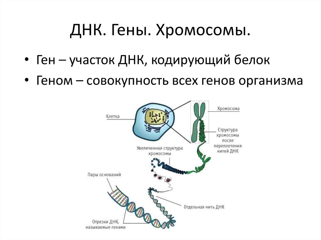 Ген биология 9. Ген хромосома ДНК. Хромосома ДНК ген схема. Строение хромосомы и Гена. Ген ДНК хромосома различия.