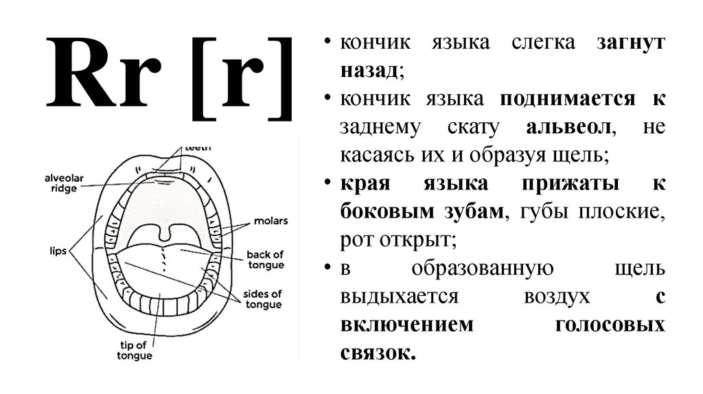 Язык немного. Задний Скат альвеол. Кончик языка касается альвеол. Звуки на альвеолах английский.