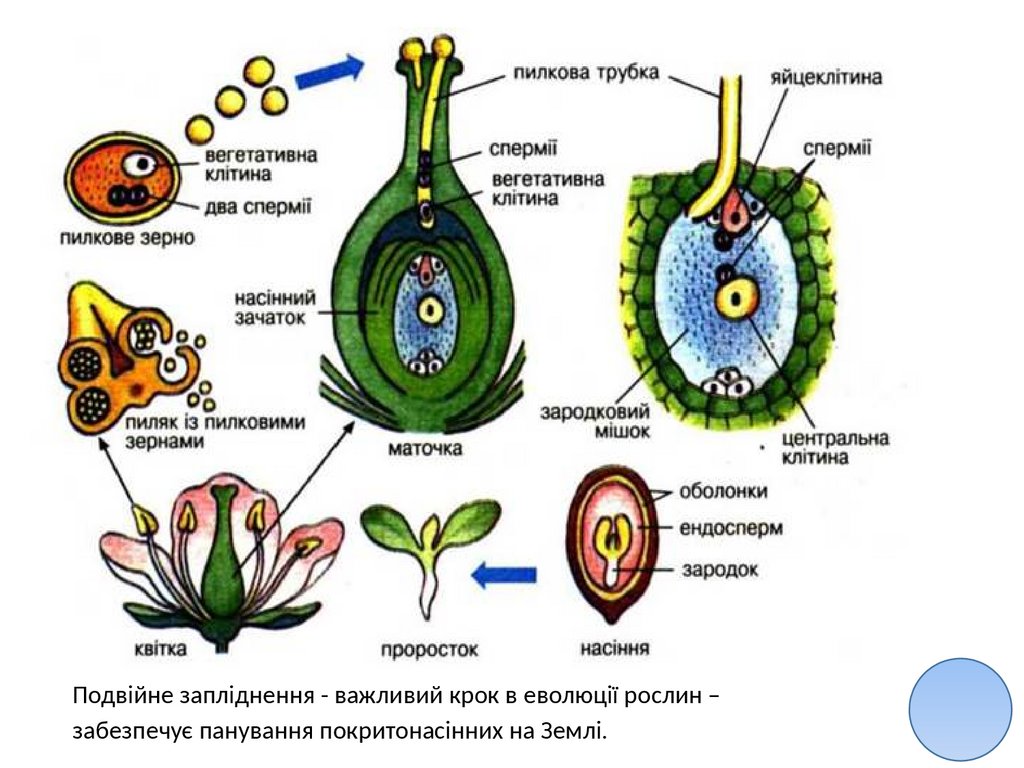 Процесс оплодотворения у покрытосеменных двойное оплодотворение. Восьмиядерный зародышевый мешок строение. Схема двойного оплодотворения у покрытосеменных растений. Гаметогенез у цветковых растений схема. Процесс оплодотворения у покрытосеменных.
