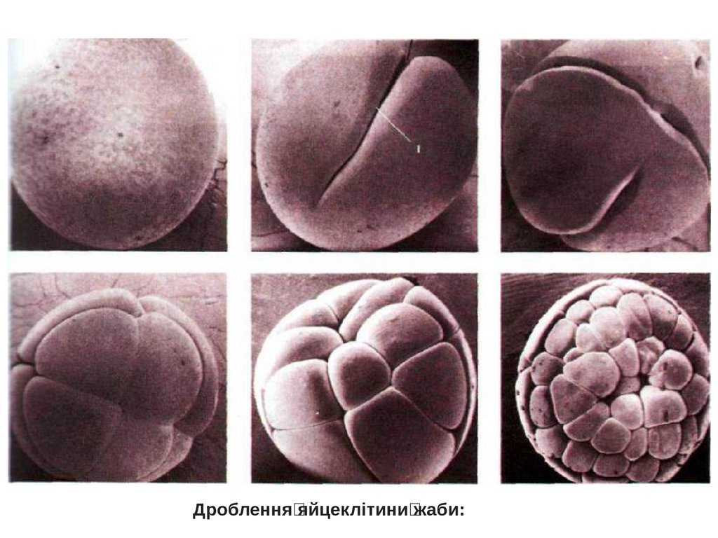 Деление клетки онтогенез. Зигота бластула. Зигота морула бластоциста. Онтогенез зигота. Эмбрион морула.