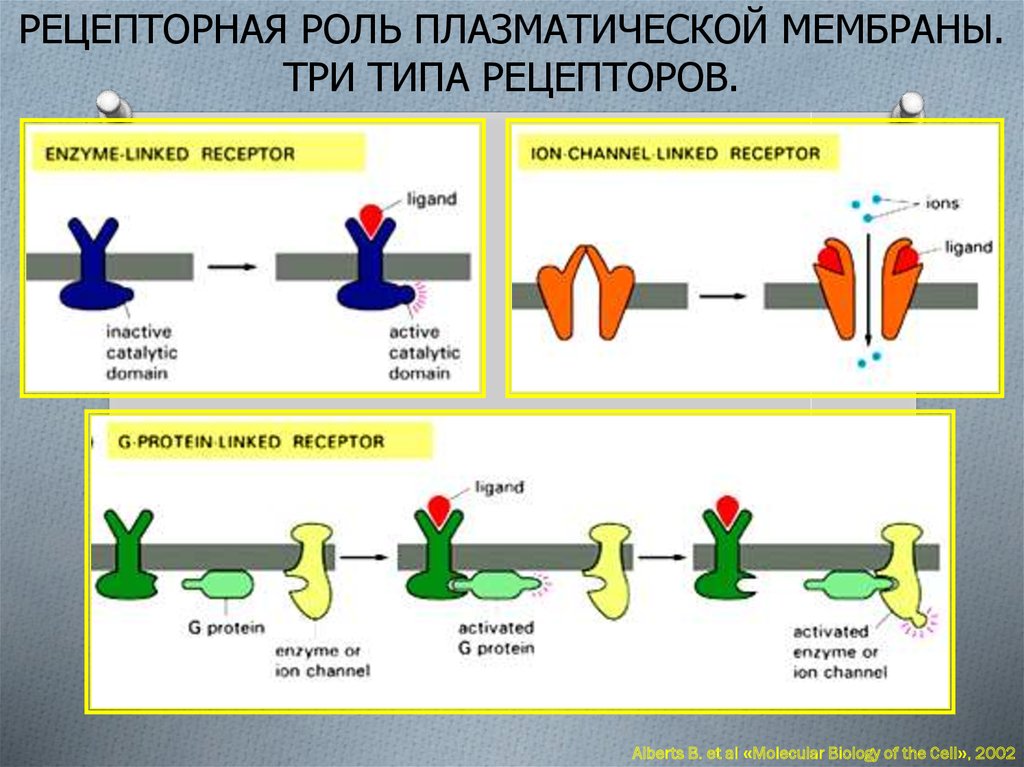 Способность плазматической мембраны окружать капельки