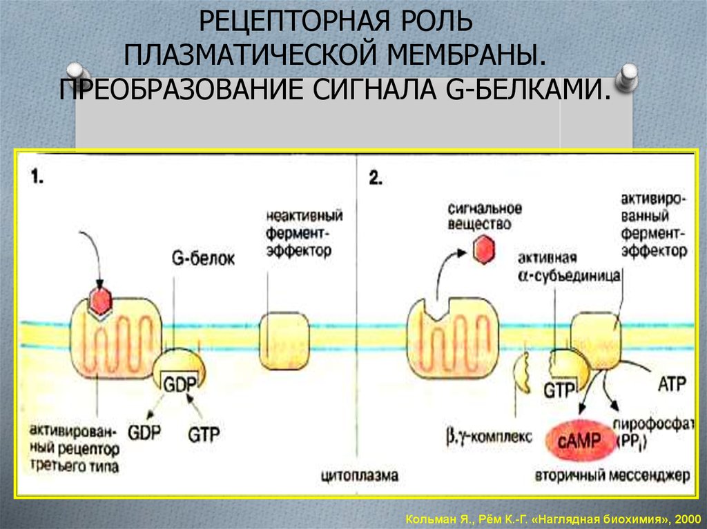 Строение и функции плазматической мембраны обусловлены