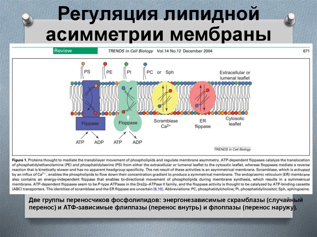 Строение и функции плазматической мембраны обусловлены