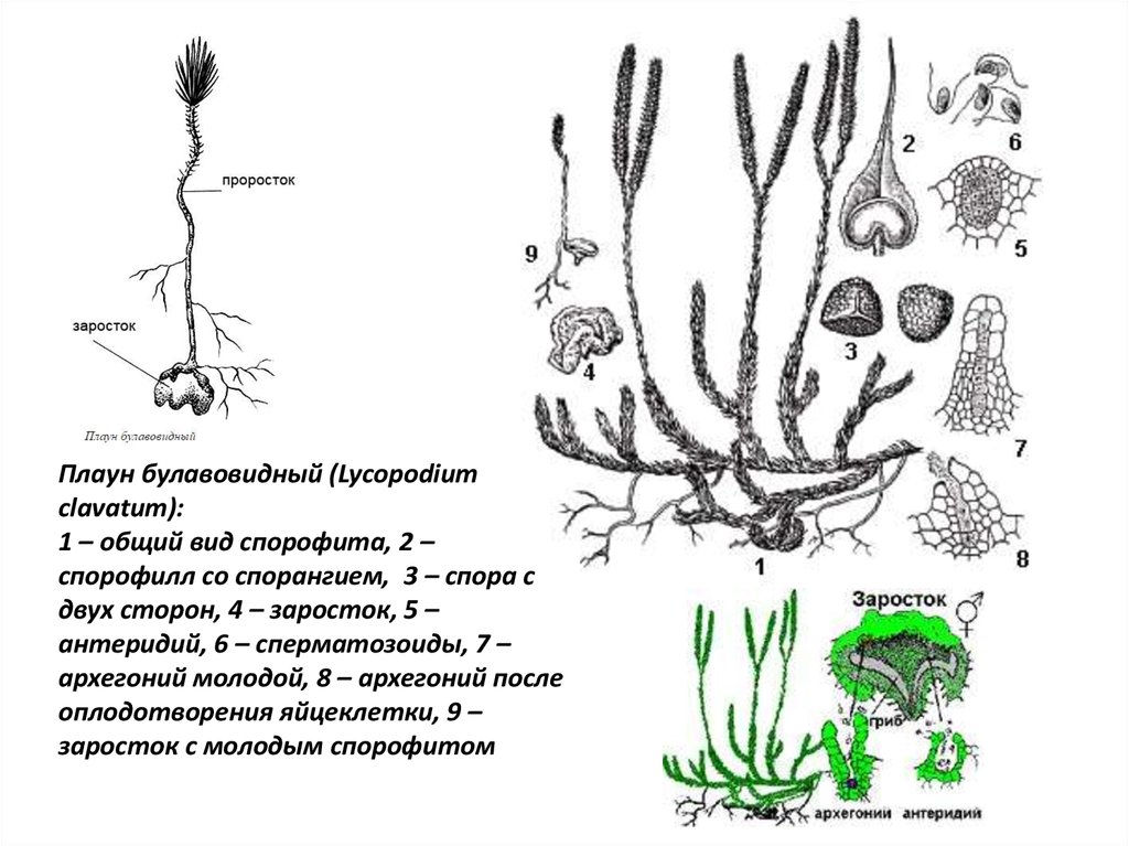 Плауновидные рисунок с подписями