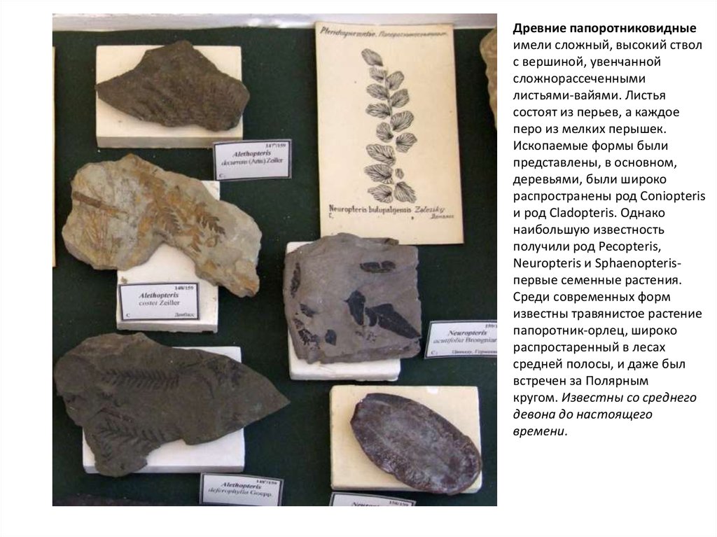 Ископаемые формы. Ископаемые формы и современные формы. Coniopteris.