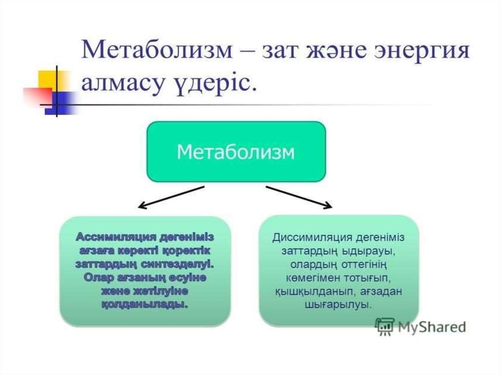 Обмен веществ метаболизм презентация