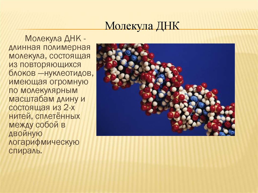 Молекула днк имеет. Молекула ДНК состоит из. Из чего состоит ДНК. Из чего состоит молекула ДНК. Полимерная молекула ДНК.