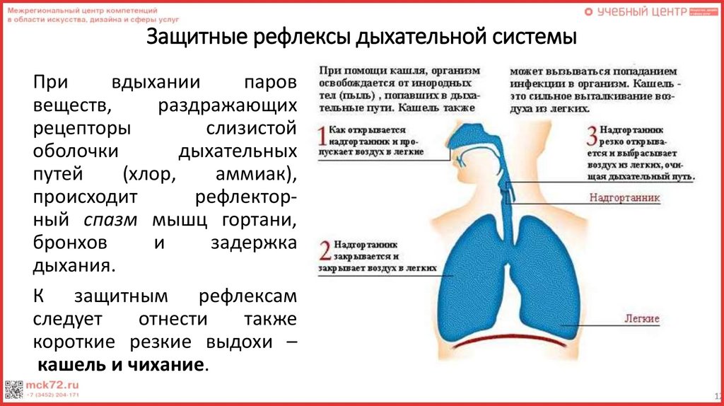 Дыхание при сильном кашле. Рефлексы дыхательной системы. Физиология дыхания анатомия. Физиология дыхания у детей. Защитные рефлексы дыхательной системы.