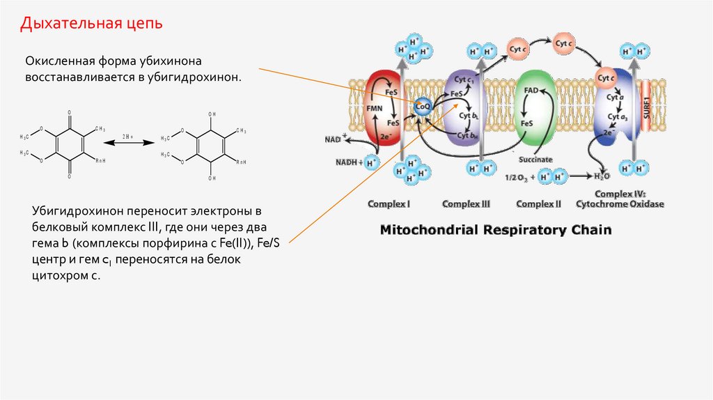 комплексы дыхательной цепи