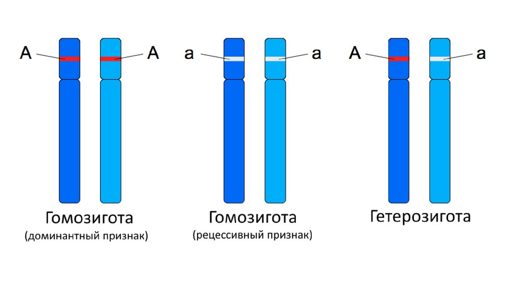 Рецессивная хромосома. Гомозигота и гетерозигота это. Гетерозиготные аллели. Гомо и гетерозиготные особи. Гомозиготные и гетерозиготные организмы это.