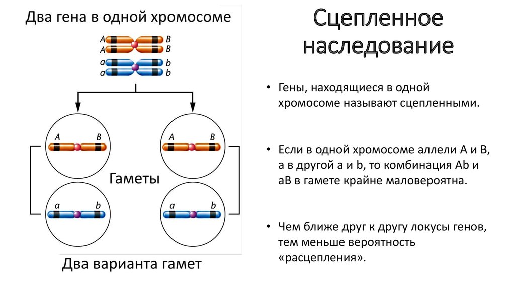 Обе пары генов расположены в разных хромосомах. Несцепленное наследование. Как определить сцепленные гены. Схема расположения сцепленных генов. Сцепленное и несцепленное наследование признаков.
