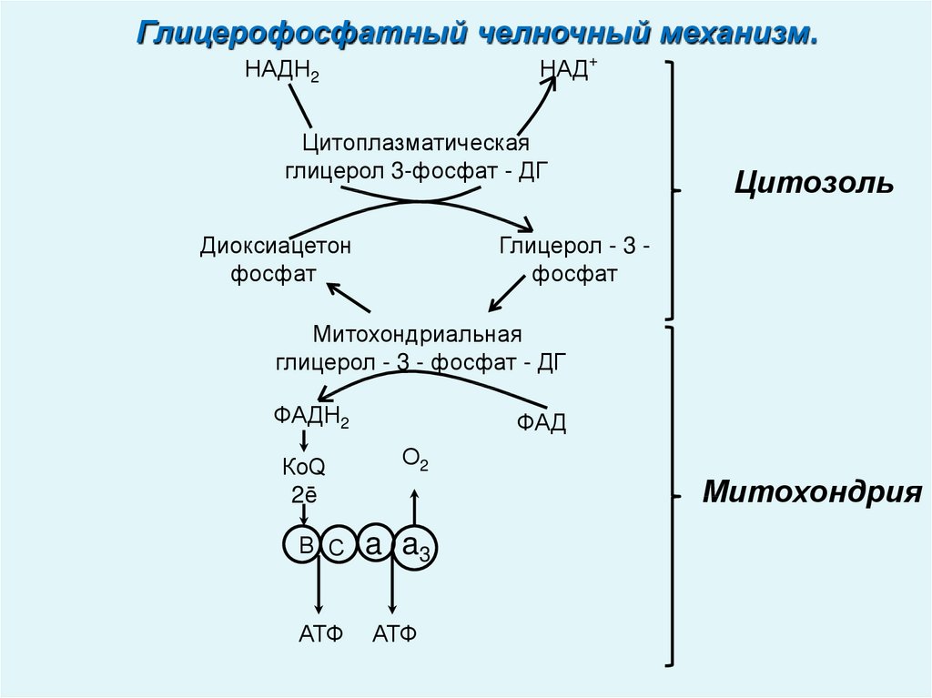 Реакция окисления углеводов