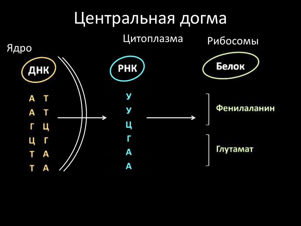 Открытие днк. Догма одномерности. Математические догмы. Главный постулат Центральная Догма. Схема звеньев догмы.