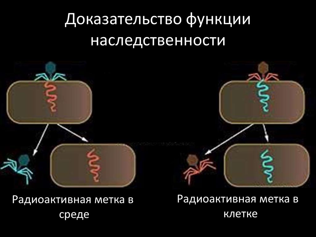 Открытие днк презентация