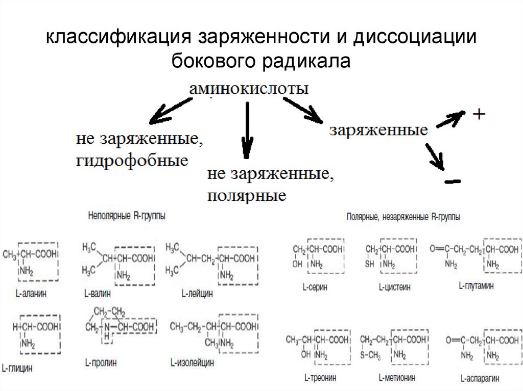 Белки функциональные группы. Классификация радикалов аминокислот. Классификация аминокислот биохимия таблица. Радикал аминокислоты это биохимия. Классификация аминокислот по полярности радикалов таблица.