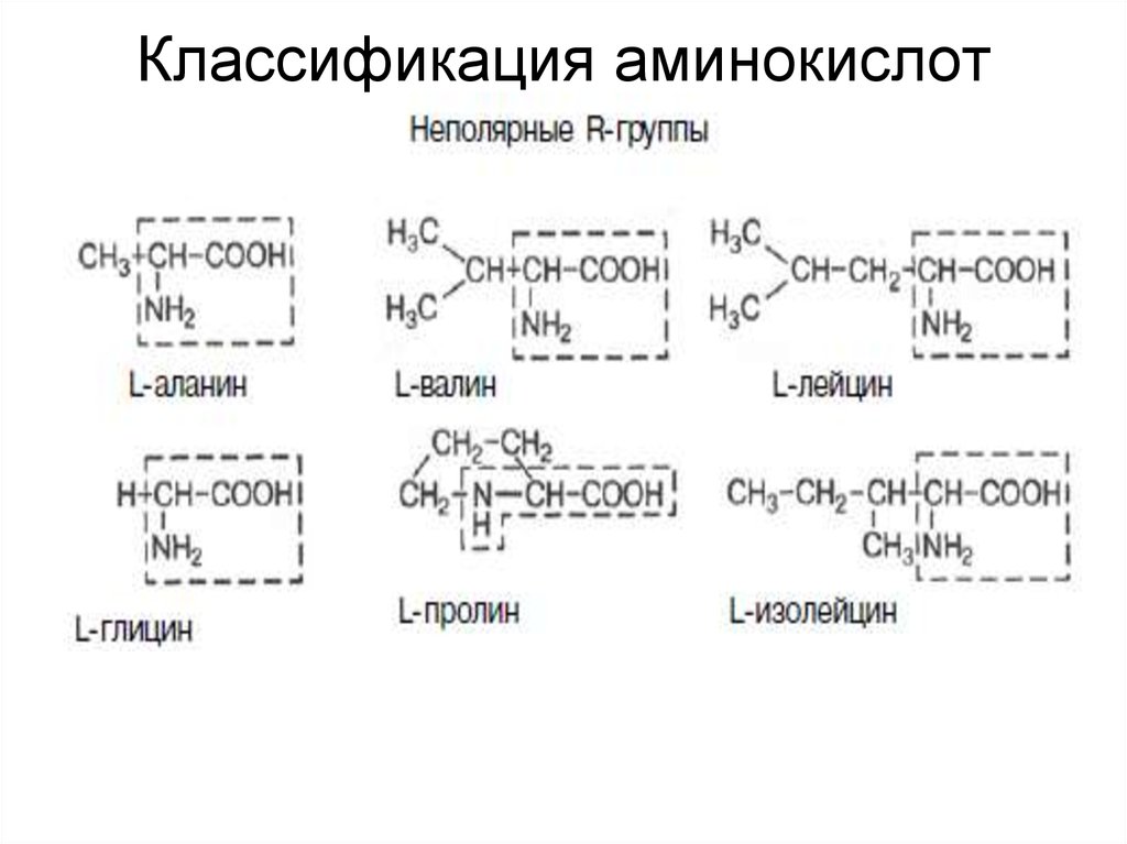 Классификация аминов схема