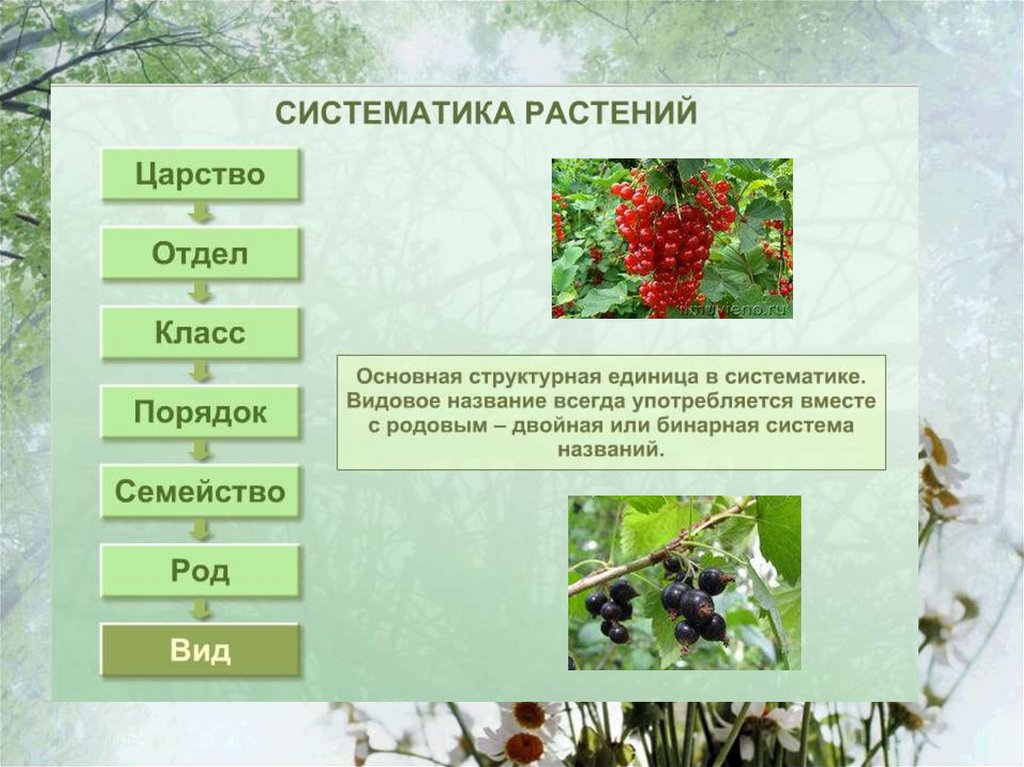 5 основных групп растений. Систематика растений. Биология систематика растений. Основы систематики растений. Систематика растений класс.
