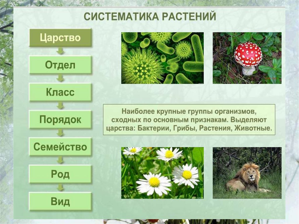 Классификация растений и животных 5 класс. Систематика растений. Классификация растений. Систематика растений 6 класс. Систематические шруппы раст.