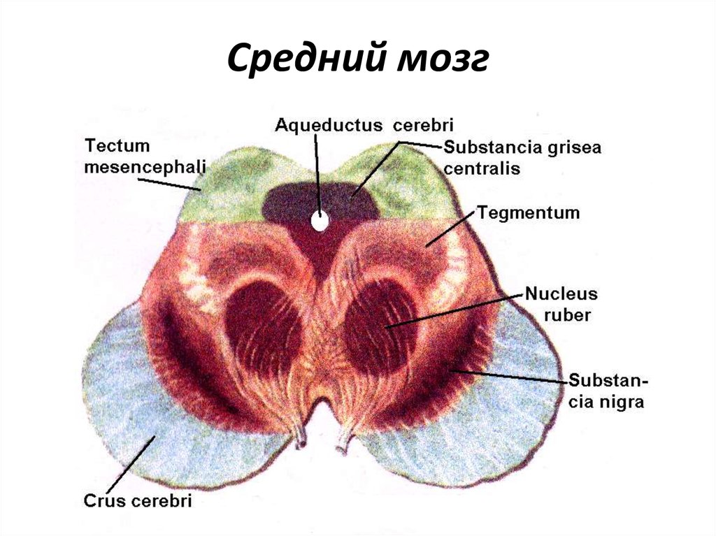 Презентация средний мозг анатомия