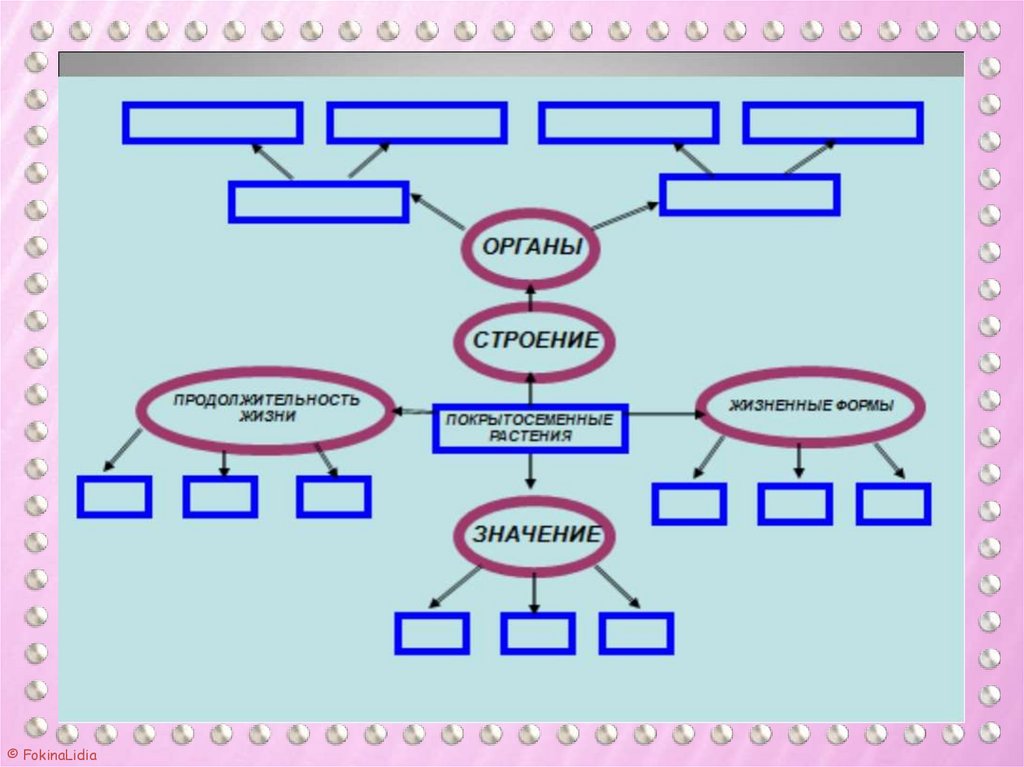 Жизненное строение. Органы покрытосеменных. Органы покрытосеменных растений таблица. Органы покрытосеменных растений схема. Продолжительность жизни покрытосеменных.