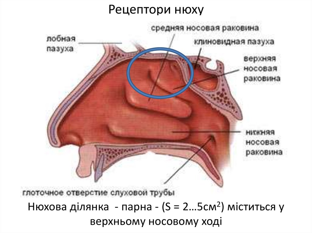 Отверстие носоглотки. Полость носа анатомия строение. Средняя носовая раковина анатомия. Строение носовых раковин анатомия. Нос и полость носа анатомия.