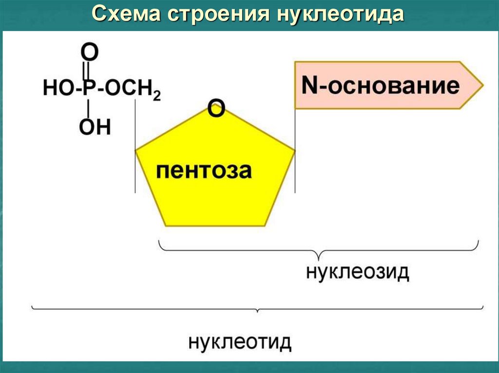 Строение полинуклеотида в виде схемы