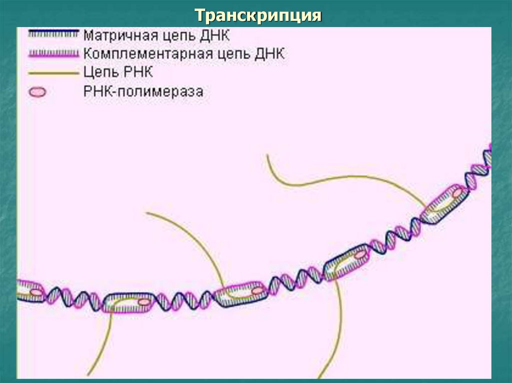 Матричная цепь рнк. Транскрипция РНК. Транскрибируемая цепь РНК. Матричная и транскрибируемая ДНК. Матричная и смысловая цепь ДНК.
