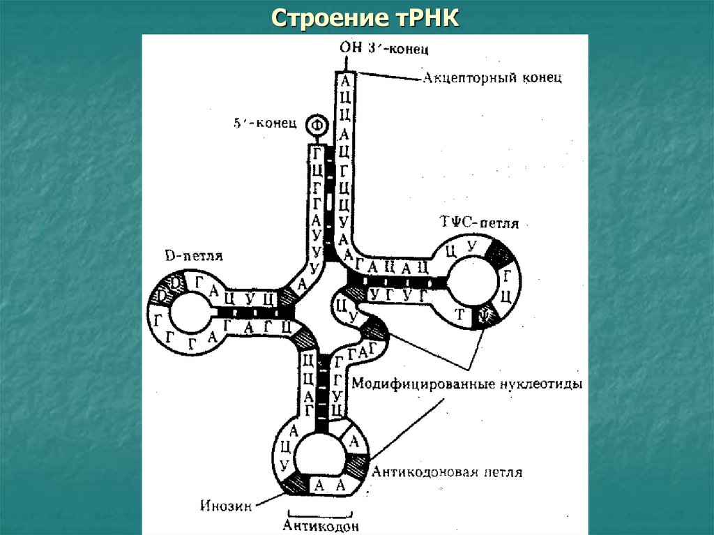 Транспортная рнк рисунок