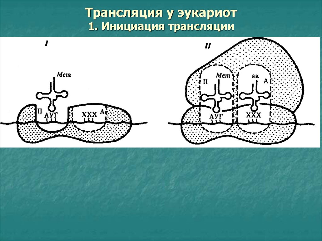 Особенности трансляции у эукариот. Инициация трансляции у эукариот. Элонгация трансляции у эукариот. Трансляция у эукариот схема. Этапы инициации трансляции у эукариот.