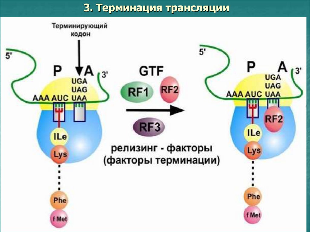 Термин кодон